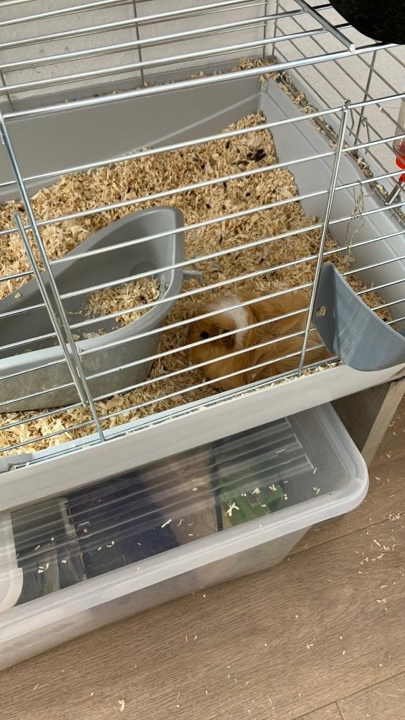 Cavia, Dieren en Toebehoren, Knaagdieren, Maart, Vrouwelijk, Cavia