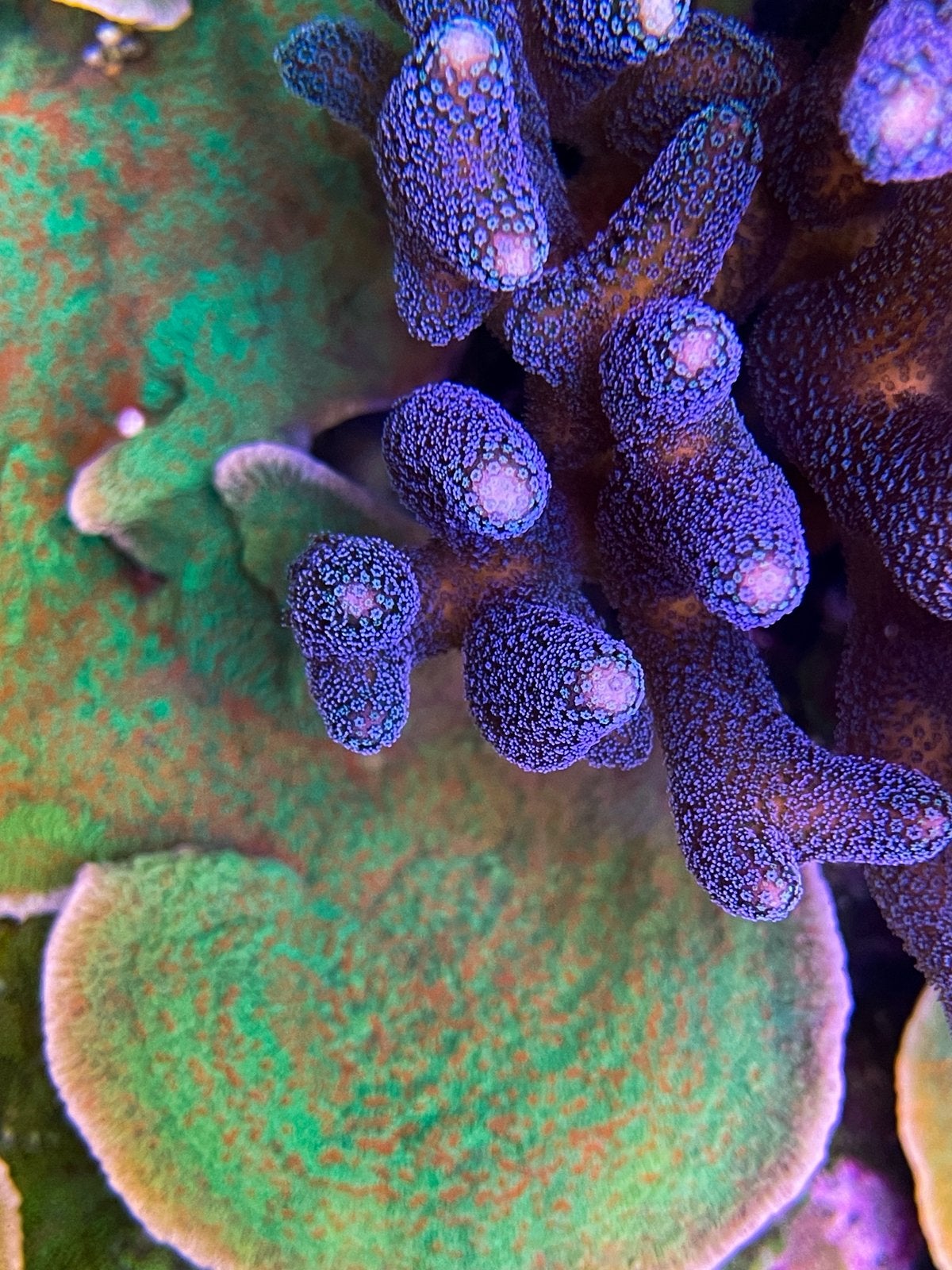 Stylophora blauw stekken, Bijen