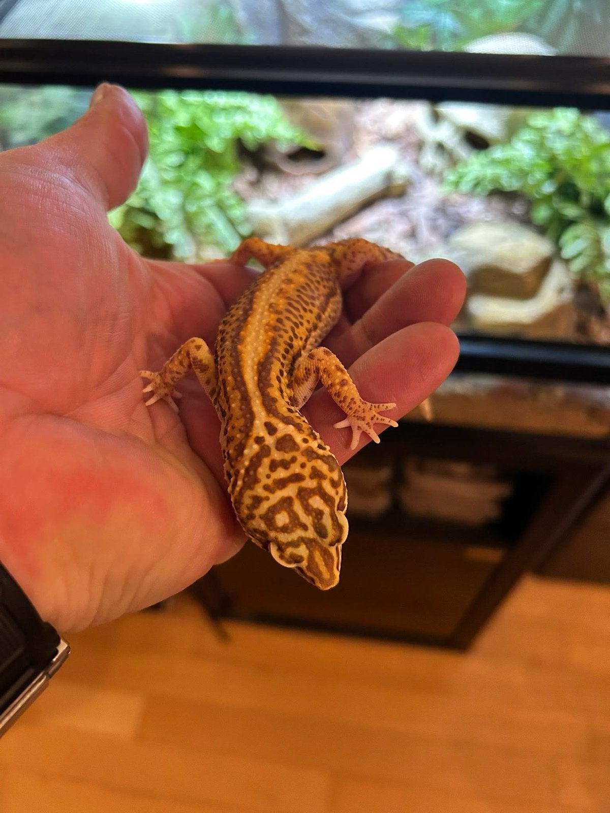 Luipaardgekko Stripe / Reverse Stripe - Tangerine / Mandarin