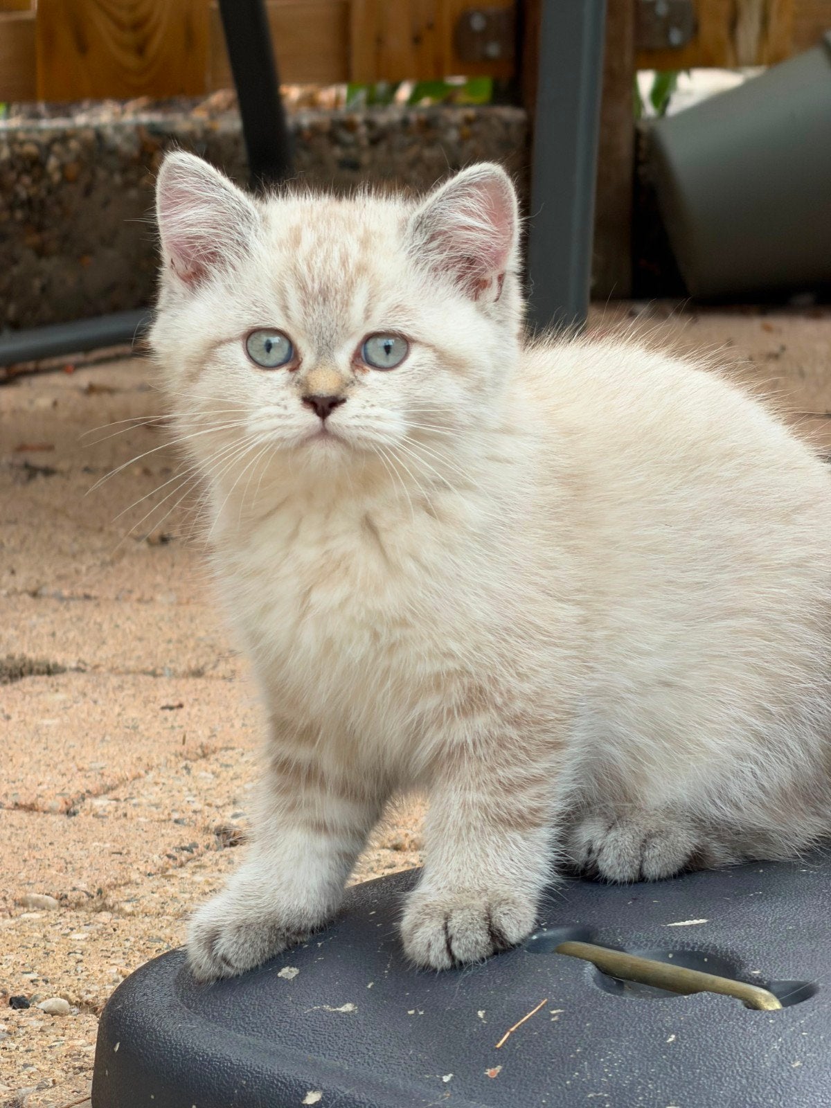 Mooie sociale Britse korthaar kittens, Dieren en Toebehoren, Katten en Kittens | Overige Katten, Poes, Kortharig, 0 tot 2 jaar