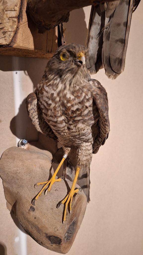 Opgezette Sperwer - Prachtige Roofvogel Taxidermie, Ophalen, Nieuw, Vogel, Opgezet dier