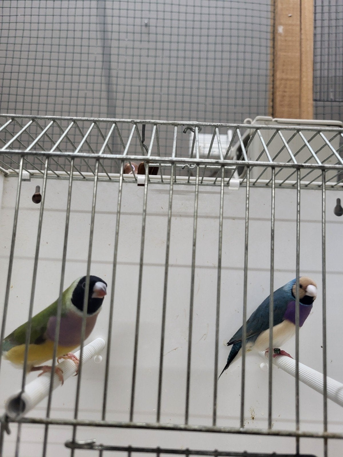 Koppel gouldamadines blauw x split blauw, Dieren en Toebehoren, Meerdere dieren, Geringd
