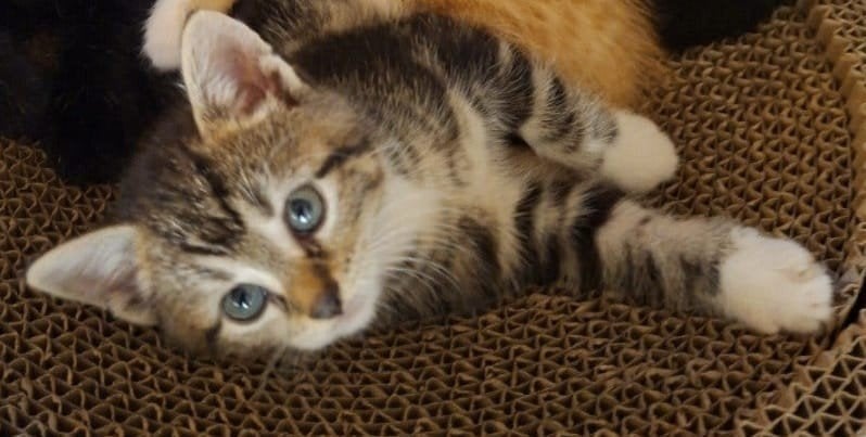 sociale kittens  7 weken jong, Dieren en Toebehoren, Meerdere dieren, Kortharig, 0 tot 2 jaar