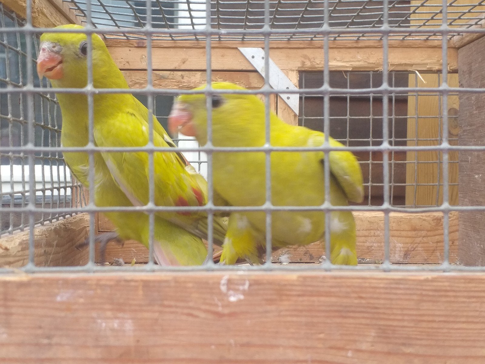 Pastel bergparkieten van Dit jaar, Geslacht onbekend, Parkiet