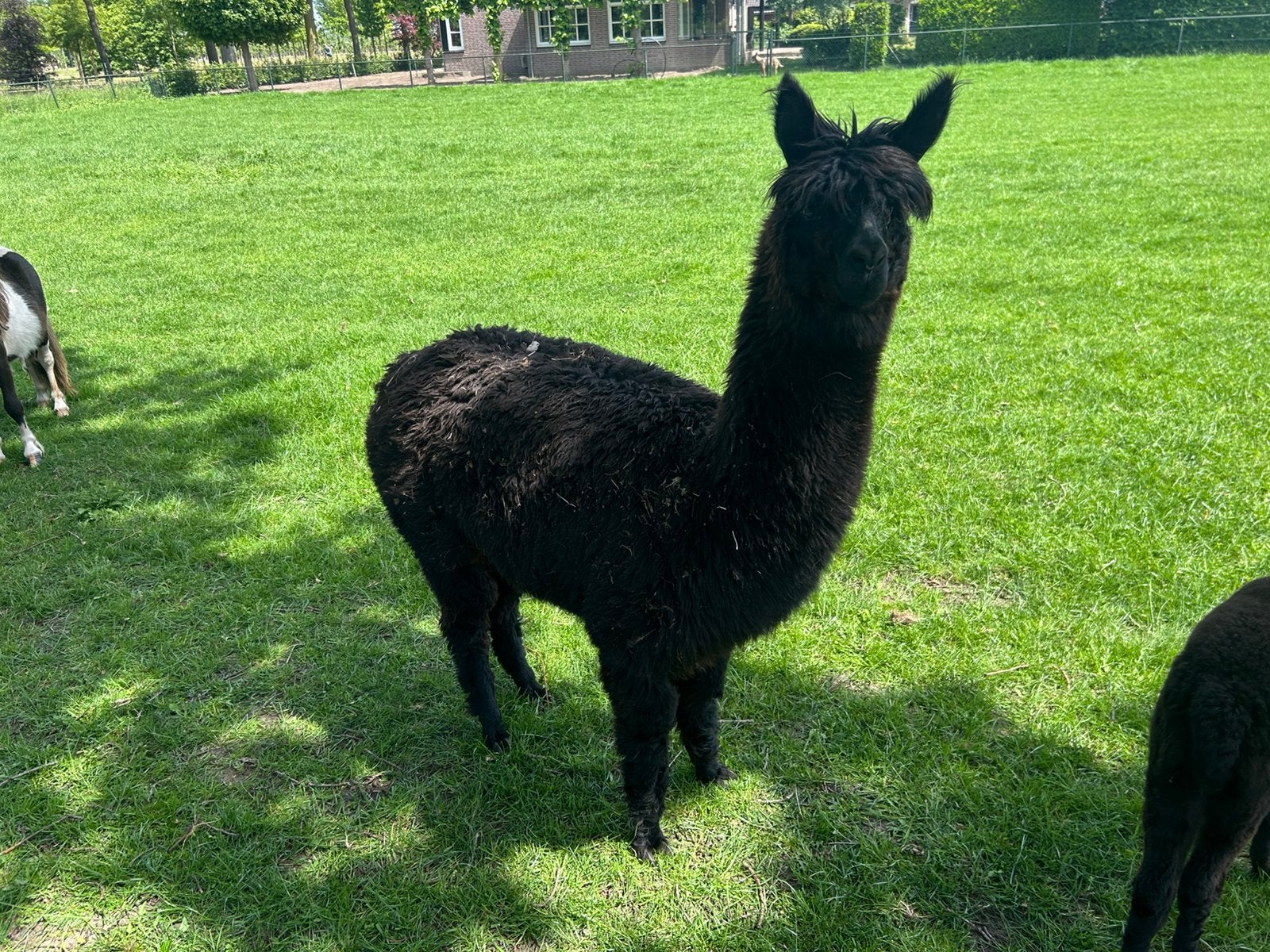 Alpaca merrie, Dieren en Toebehoren, April, Vrouwelijk