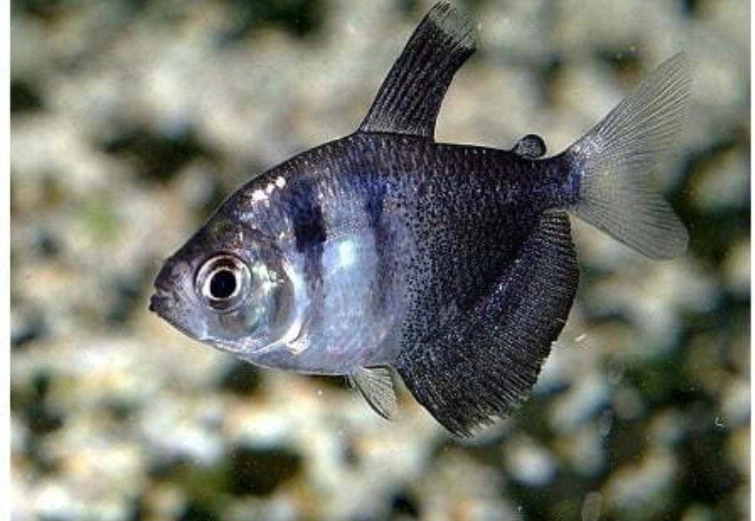 5 x zwart tetra, Dieren en Toebehoren, Vis