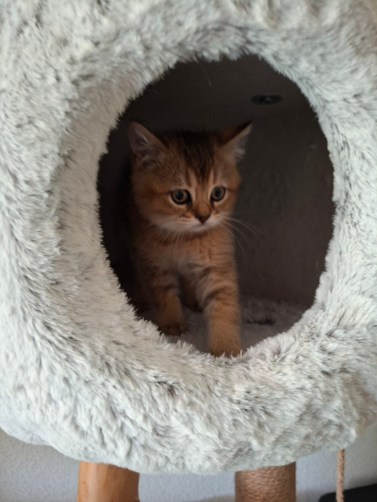 Britse korthaar Katertje, Dieren en Toebehoren, Katten en Kittens | Raskatten | Korthaar, Kater, Ontwormd, 0 tot 2 jaar