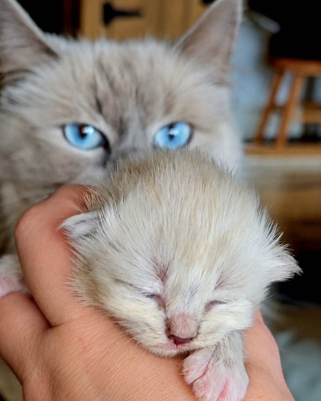 Aankondiging Ragdoll twee nestjes - drie!, Meerdere dieren, Ontwormd, 0 tot 2 jaar