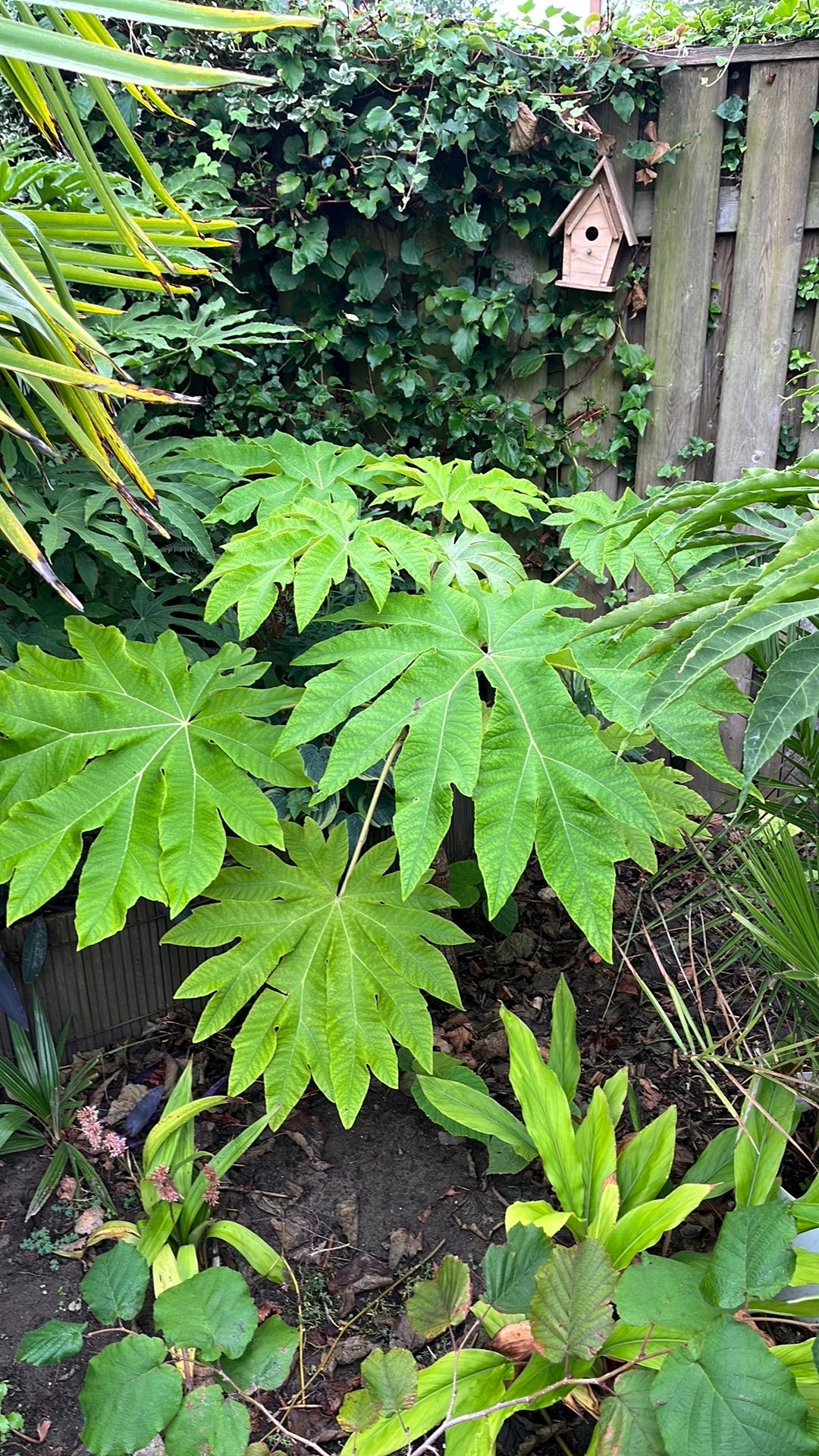 Tetrapanax papyrifer 'Rex' - Rijstpapierplant, Tuin en Terras, Overige soorten, Vaste plant, Ophalen of Verzenden, Bloeit niet
