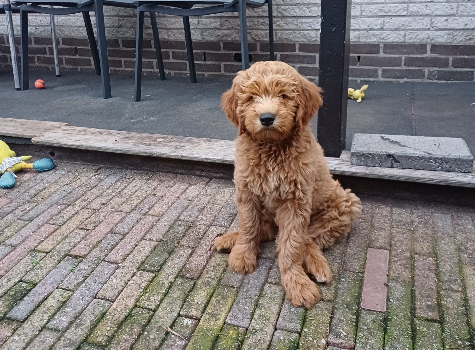 Lieve zindelijke medium Labradoodle, Parvo, Reu, 8 tot 15 weken, Eén hond