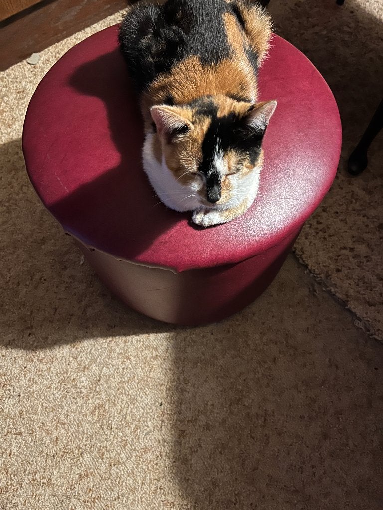 Lieve Rood-witte, zwart-witte en lapjeskittens aangeboden, Dieren en Toebehoren, Meerdere dieren, Ontwormd, 0 tot 2 jaar