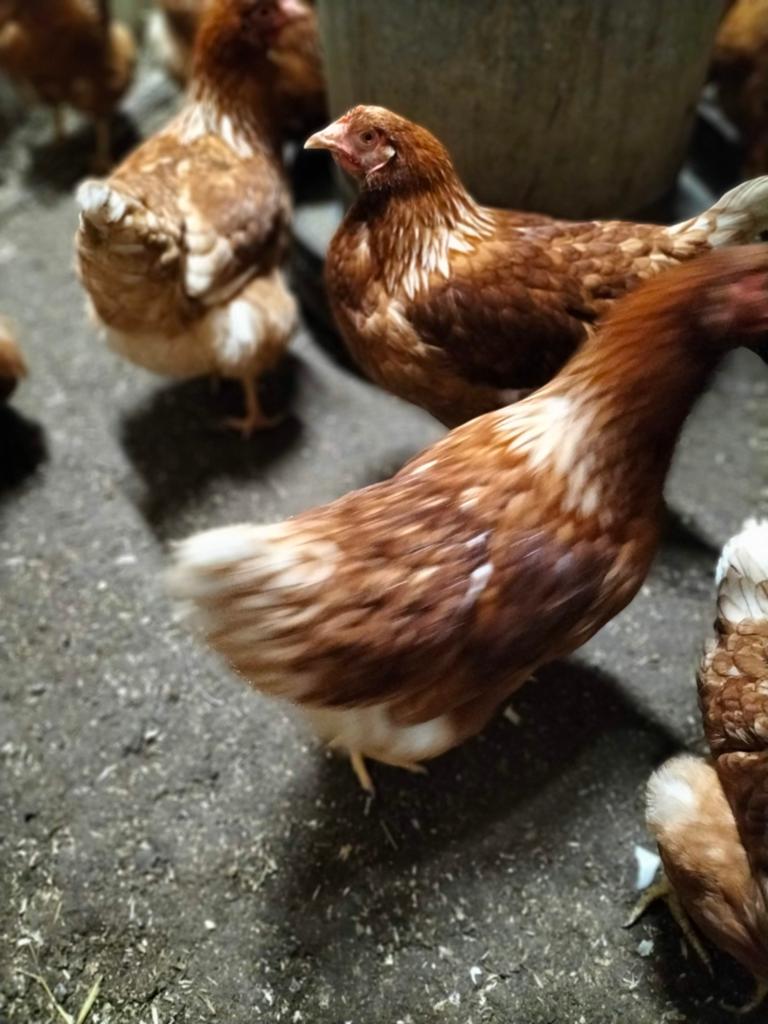 Jonge leghennen 19 weken oud, Dieren en Toebehoren, Pluimvee, Vrouwelijk, Kip