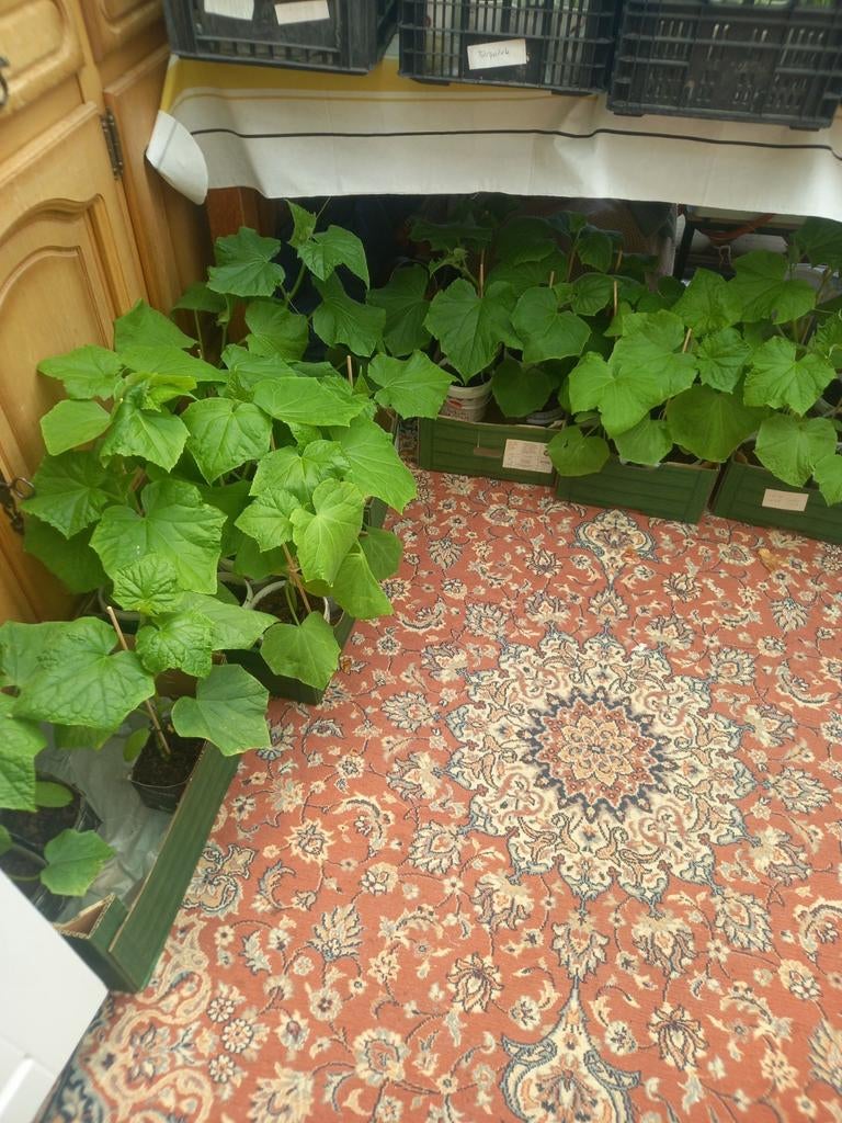 Tros en Vlees tomaten en (Snack)Komkommer planten, Ophalen of Verzenden, Eenjarig, Groenteplanten, Volle zon
