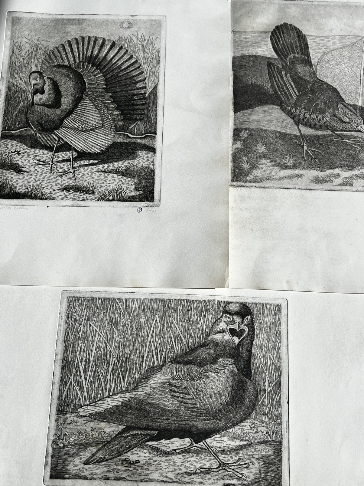 3x prachtige ets gravure vogels raaf kraai kalkoen, Antiek en Kunst, Ophalen of Verzenden