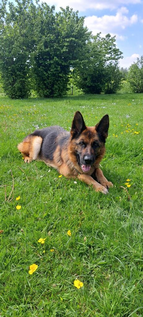 Duitse Herder stokhaar, Showline pups zoeken een nieuw thuis, Dieren en Toebehoren, 8 tot 15 weken, Meerdere, Meerdere dieren