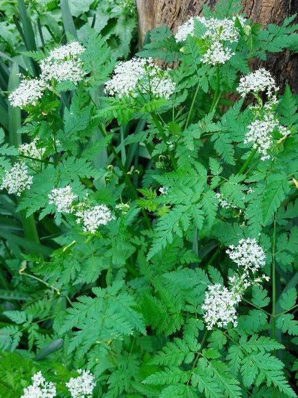 zaden Myrrhis odorata, Verzenden, Voorjaar, Halfschaduw, Zaad