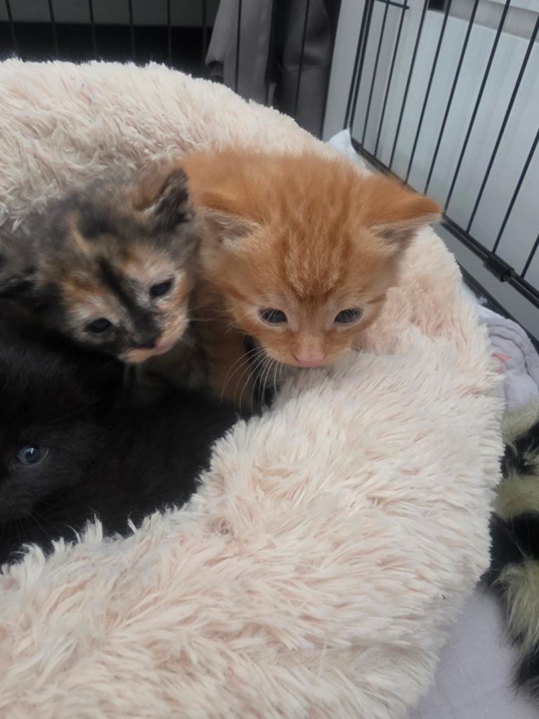 Kittens, Ontwormd