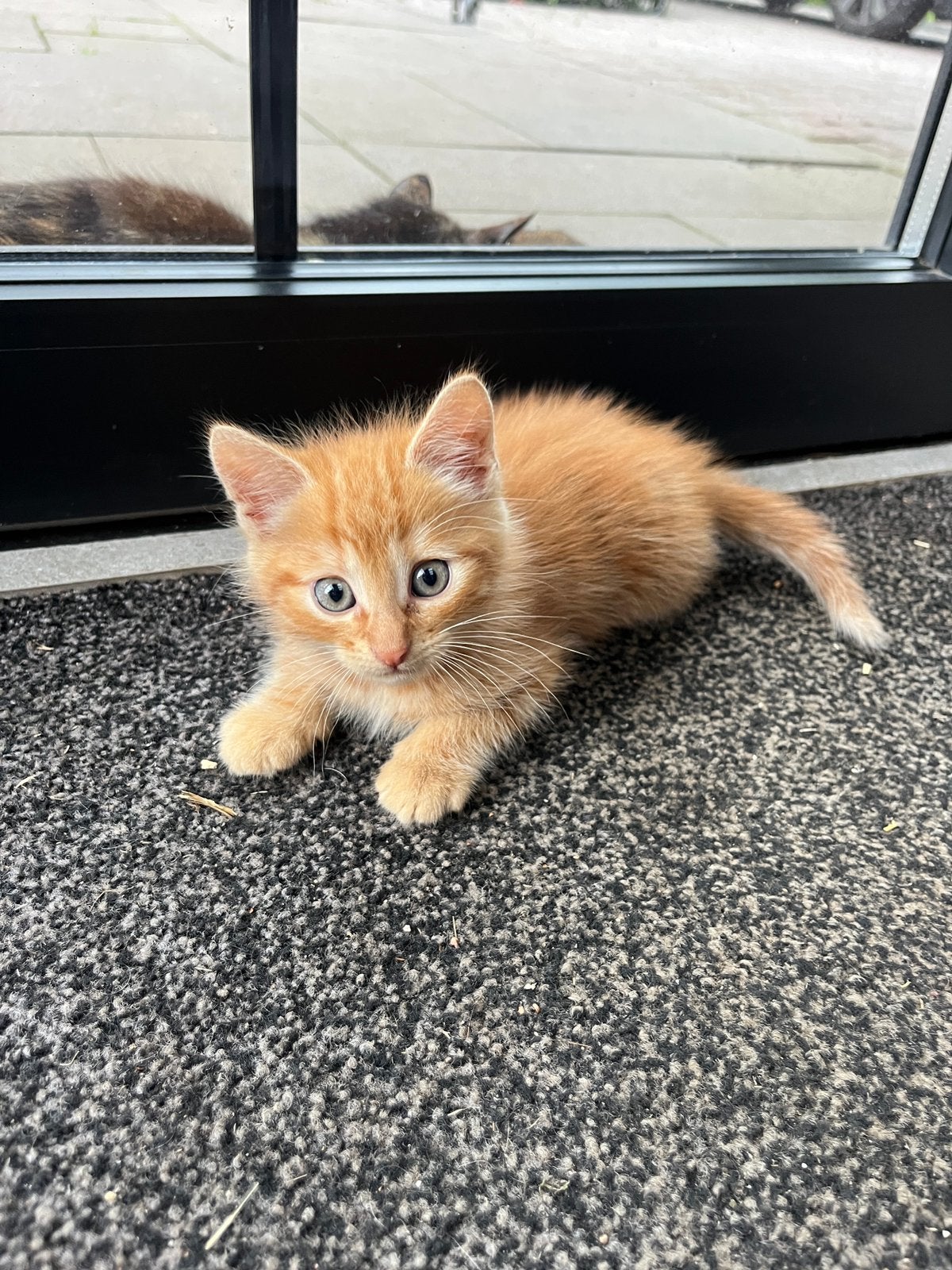Schattige boerderij kittens, Dieren en Toebehoren, Katten en Kittens | Overige Katten, Meerdere dieren, Kortharig, 0 tot 2 jaar