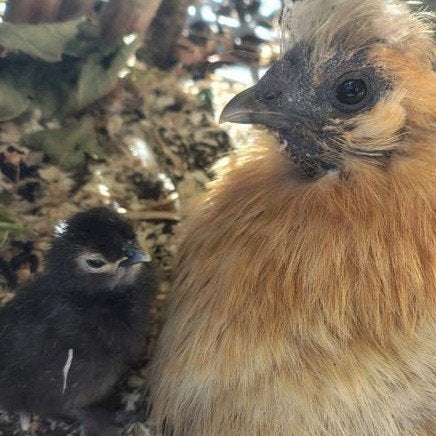 3 zijdehoen kriel kuikentjes, Dieren en Toebehoren, Pluimvee, Meerdere dieren, Kip