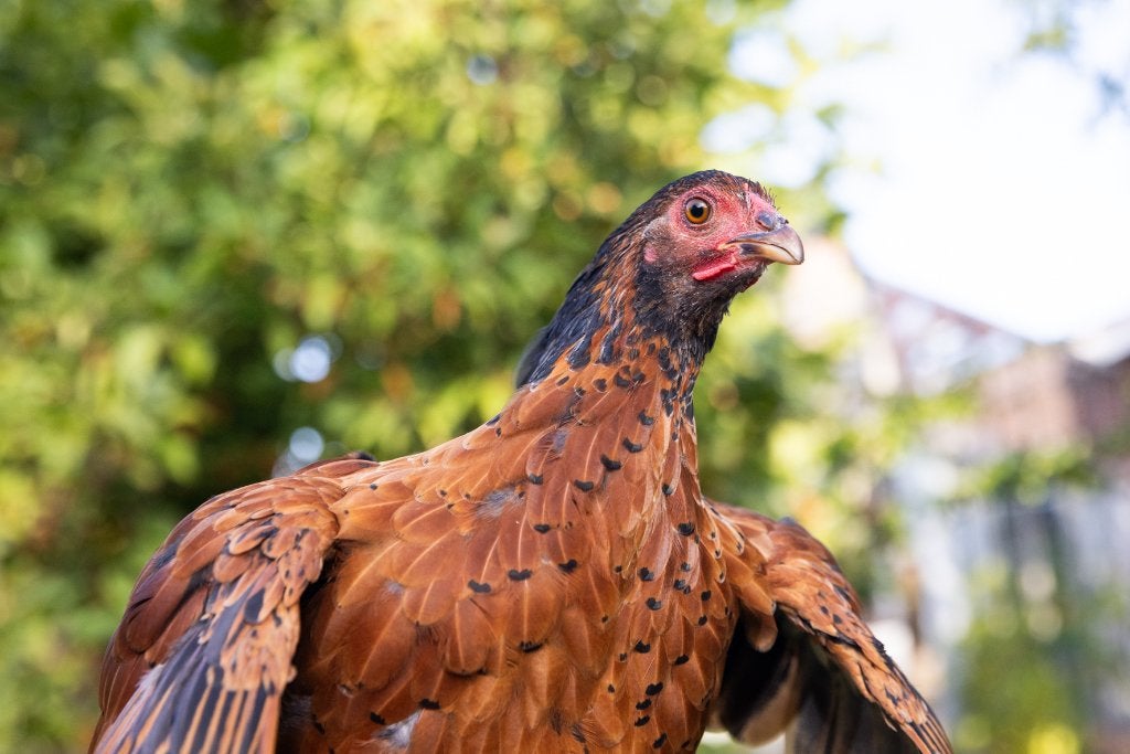 Jonge Wyandotte krielkippen zwart en bruin, Dieren en Toebehoren, Vrouwelijk, Kip