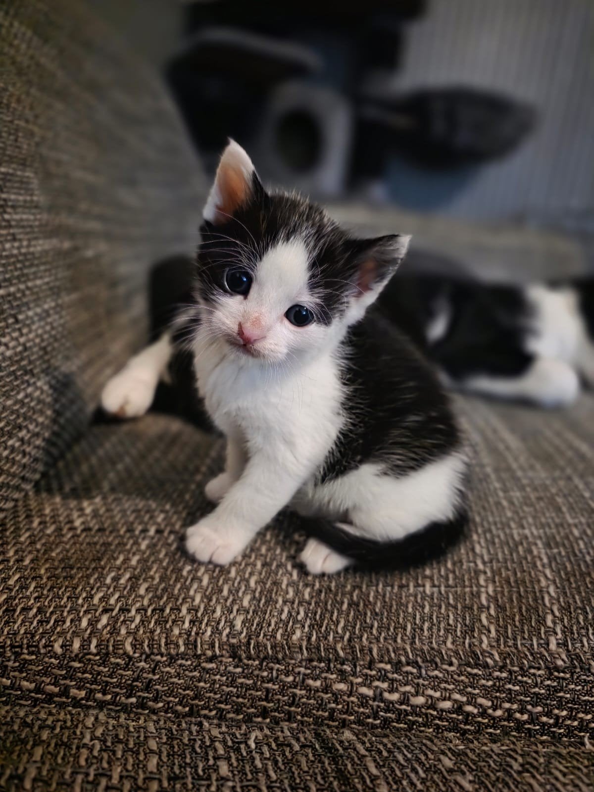Knappe Elio zoekt zijn gouden mandje, Kater, Kortharig, 0 tot 2 jaar