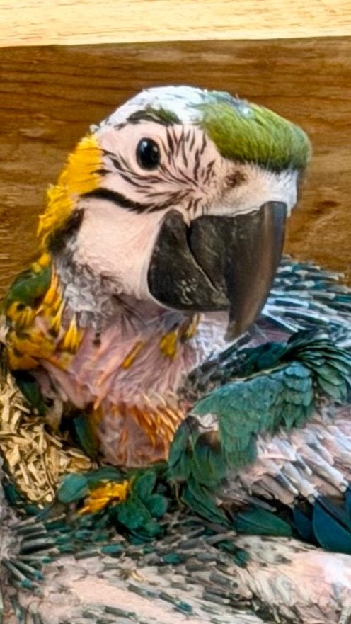 1,0 Blauwgeel Ara, Dieren en Toebehoren, Mannelijk, Papegaai, Tam