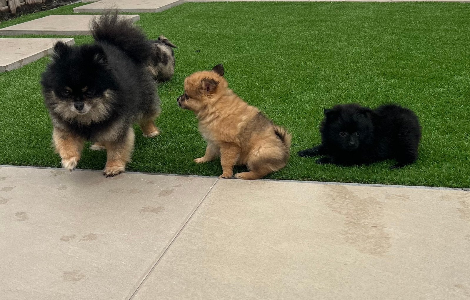 Mogen verhuizen ! Pomeriaan X kees pups teef reu, Parvo, Overige rassen, 8 tot 15 weken, Meerdere