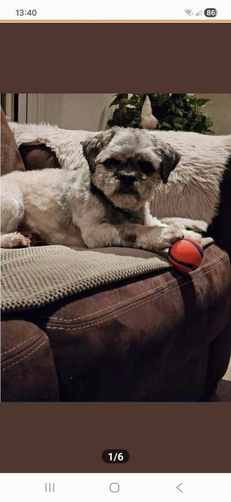Boomer dekreu, Dieren en Toebehoren, Parvo, 6 jaar of ouder, Eén hond, Nederland