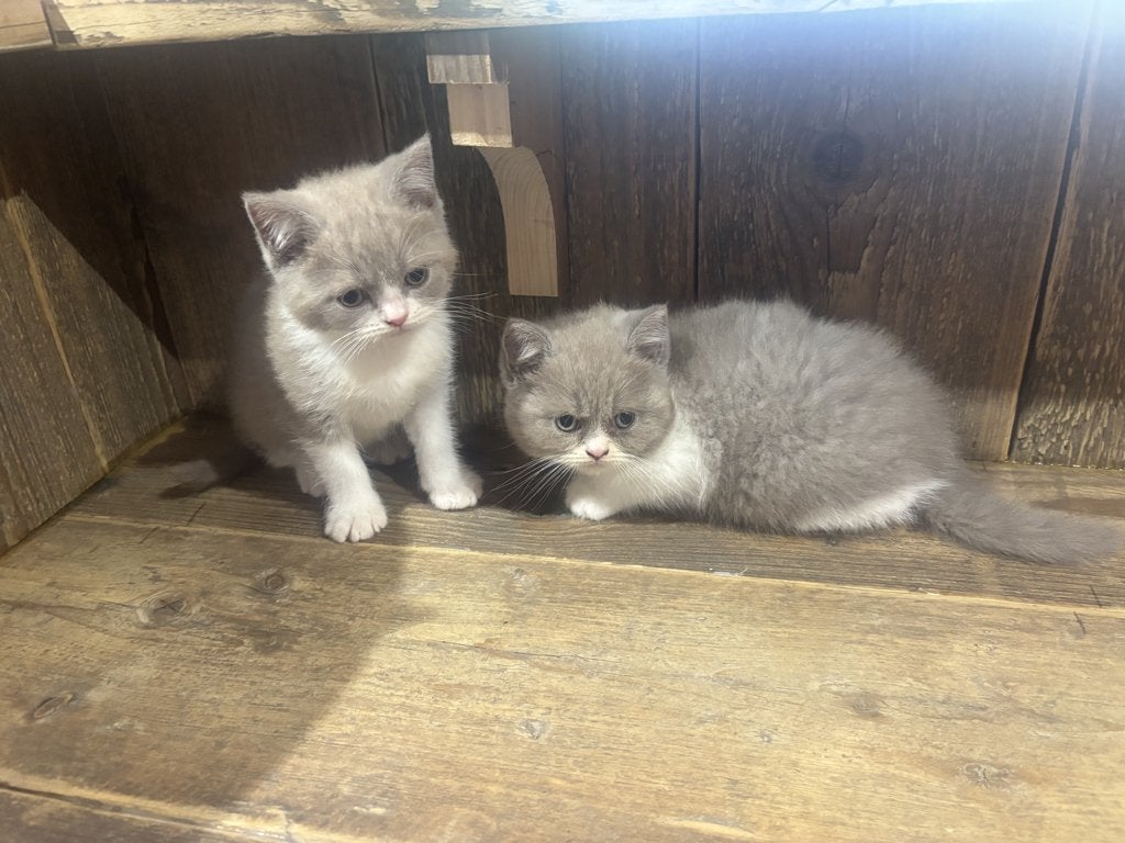 Britse korthaar kittens, Dieren en Toebehoren, Katten en Kittens | Raskatten | Korthaar, Kater, Gechipt, 0 tot 2 jaar