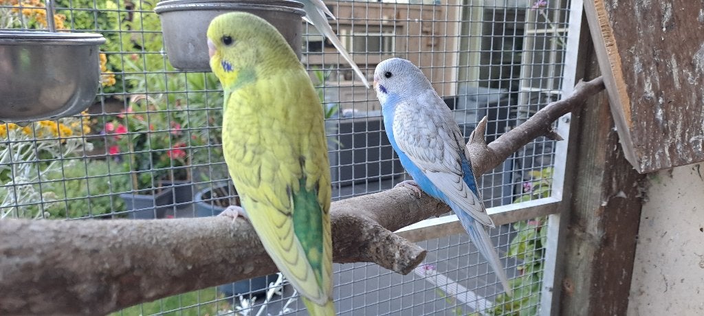 Grasparkietjes Jong en koppels, Meerdere dieren, Parkiet, Tam