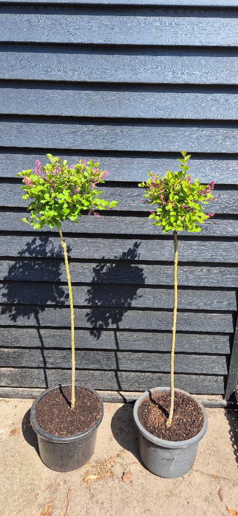 Klein blijvende Syringa OP stam, Volle zon, Vaste plant, Zomer, Ophalen