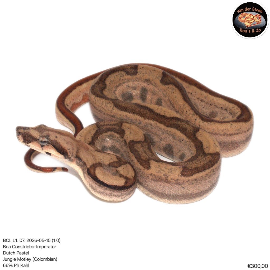 Boa Constrictor Imperator Litter 01 2026 Boa Constrictor photo 5