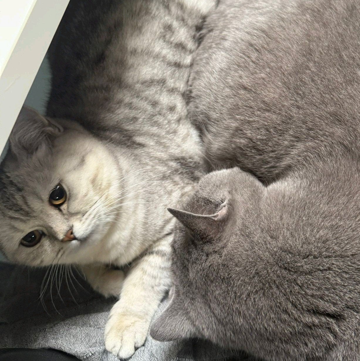 Prachtige Britse Korthaar poes zoekt een rustig en liefdevol, Poes