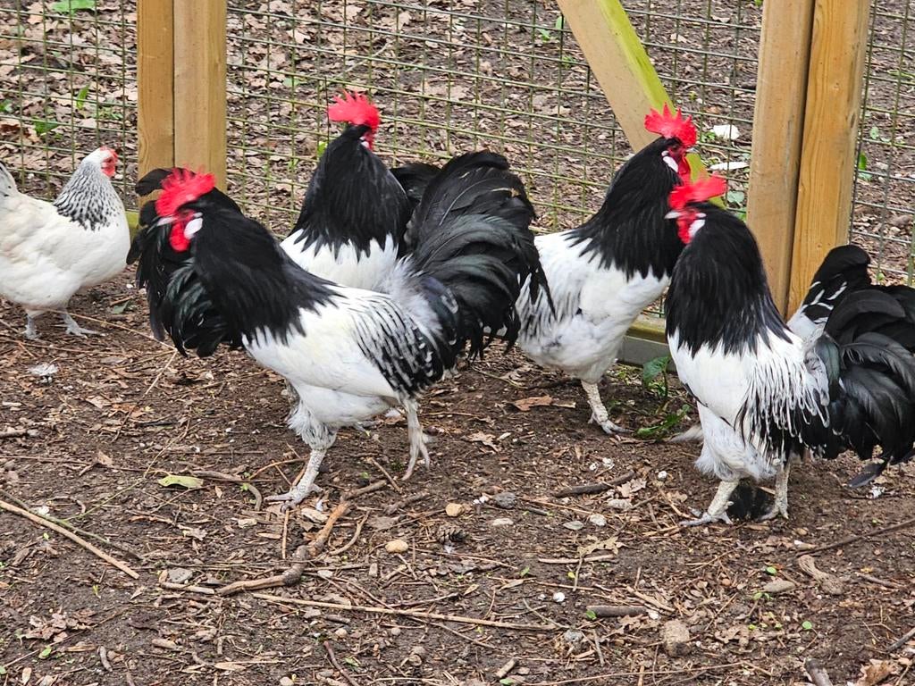 Prachtige lakenvelder hanen, Dieren en Toebehoren, Pluimvee, Mannelijk, Kip