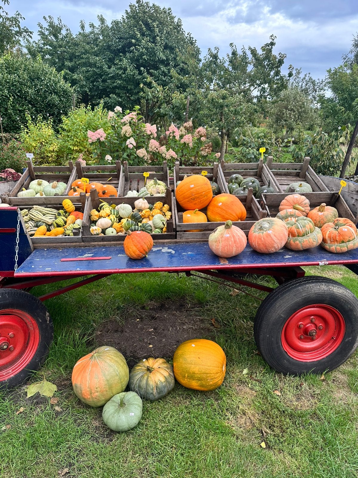 Pompoenen en kalebassen te koop, Tuin en Terras, Overige Tuin en Terras, Ophalen, Zo goed als nieuw