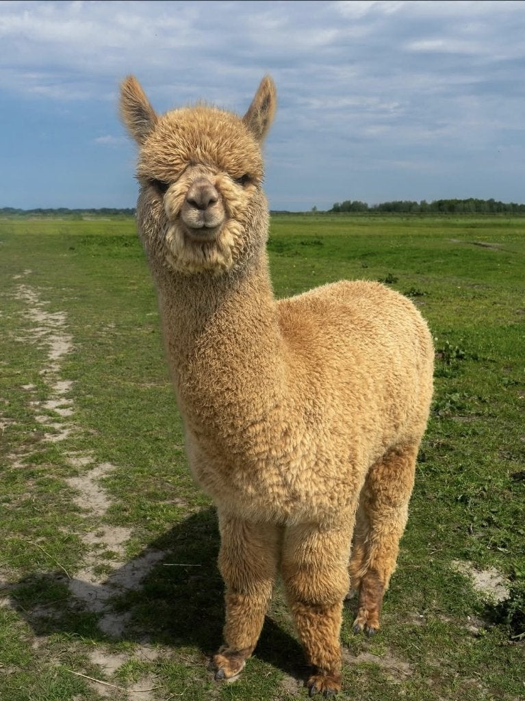 Alpaca ruin Diego, Juli, Mannelijk
