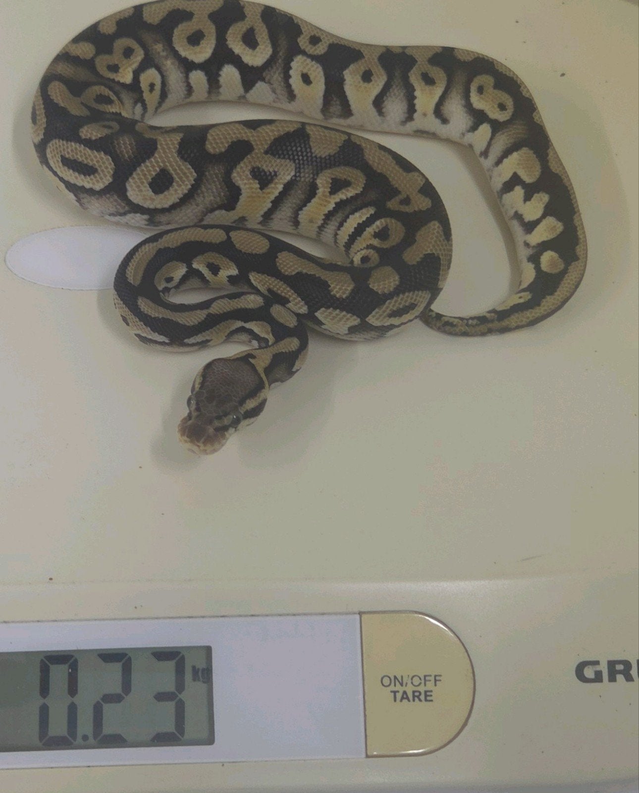 Pastel phantom het clown ball python, Slang, 0 tot 2 jaar