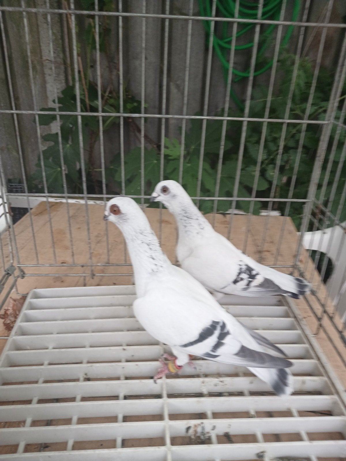 koppel, Dieren en Toebehoren, Meerdere dieren, Overige soorten