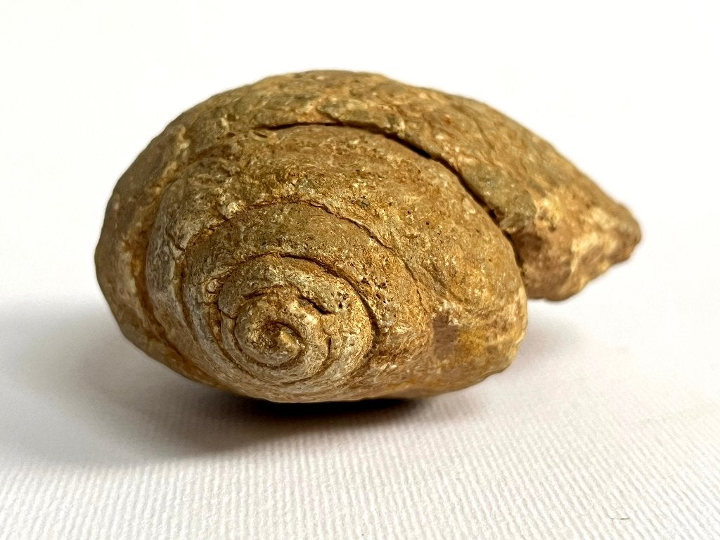 Prachtig bewaard gebleven fossiel Sycostoma pyrus, Ophalen of Verzenden, Fossiel