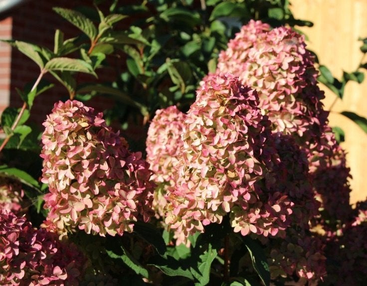 Hydrangea 'Magical Candle' €6,- per stuk!, Overige soorten, Vaste plant, Ophalen of Verzenden, Halfschaduw