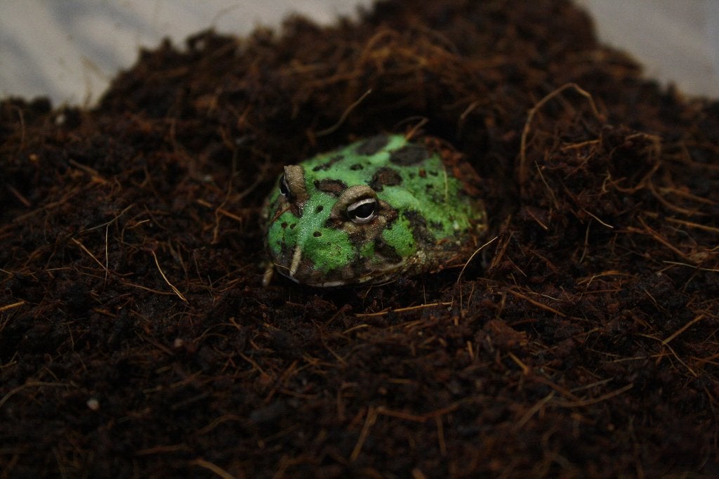 Pacman kikkers!, Amfibie, Met terrarium, 0 tot 2 jaar