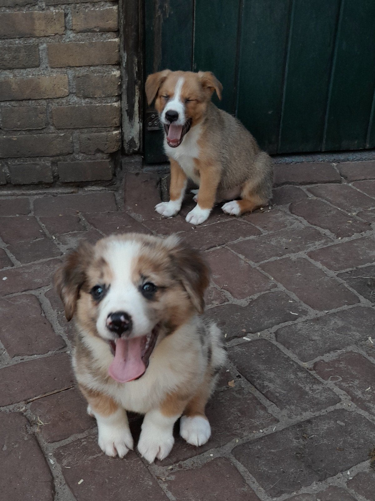 Mooie kruising sennen x australian shepherd pups, 8 tot 15 weken, Meerdere, Meerdere dieren, Nederland