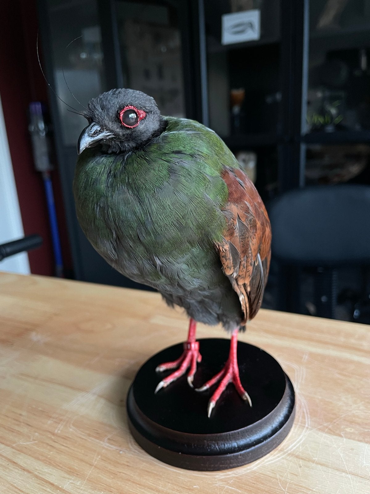 Roelroel taxidermie - recent geprepareerd, Ophalen, Nieuw, Vogel, Opgezet dier