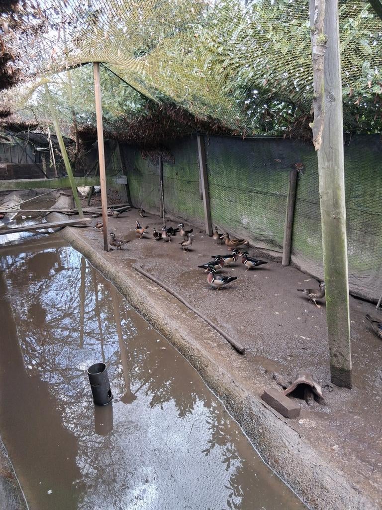 T.k. manderijn en carolien eenden 0657246852., Dieren en Toebehoren, Pluimvee, Meerdere dieren, Eend