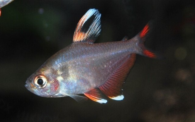 Hobbyaquarium Hyphessobraycon Rosaceus Whitefin, Vis, Zoetwatervis, Schoolvis