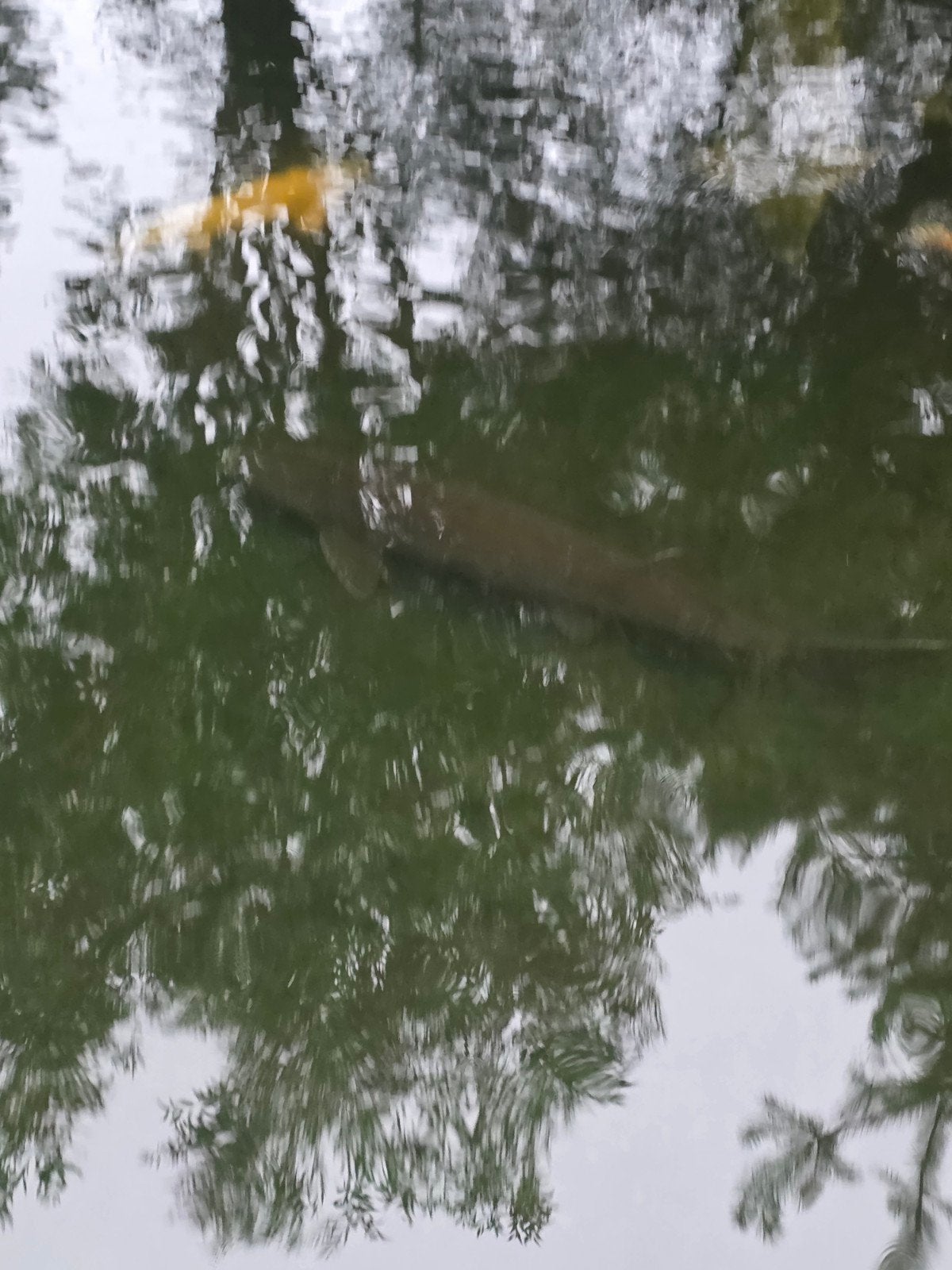 Te koop steur   1 meter, Zoetwatervis