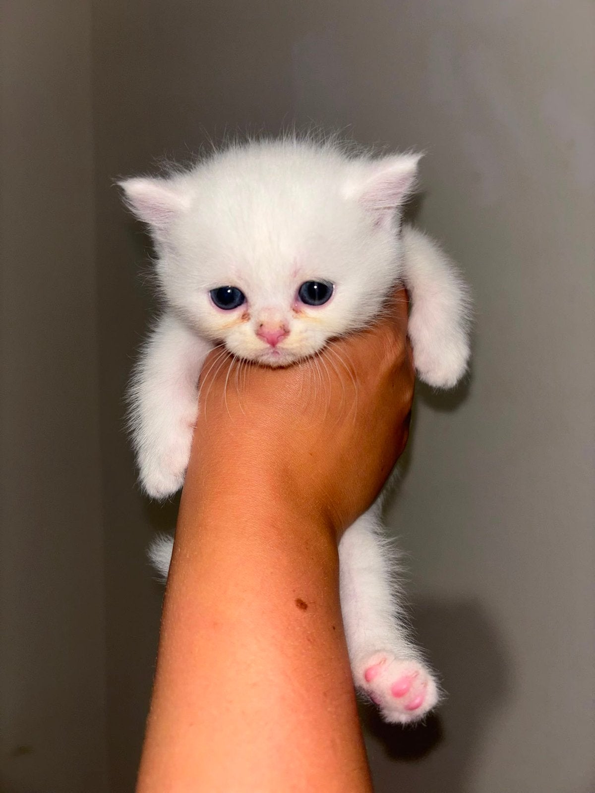 Britse korthaar kittens / perzische kitten LAATSTE 2, Meerdere dieren