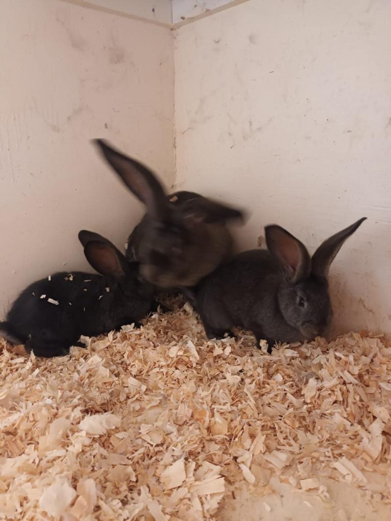 Vlaamse reuzen, Dieren en Toebehoren, Februari, Meerdere dieren, Overige typen, Tam