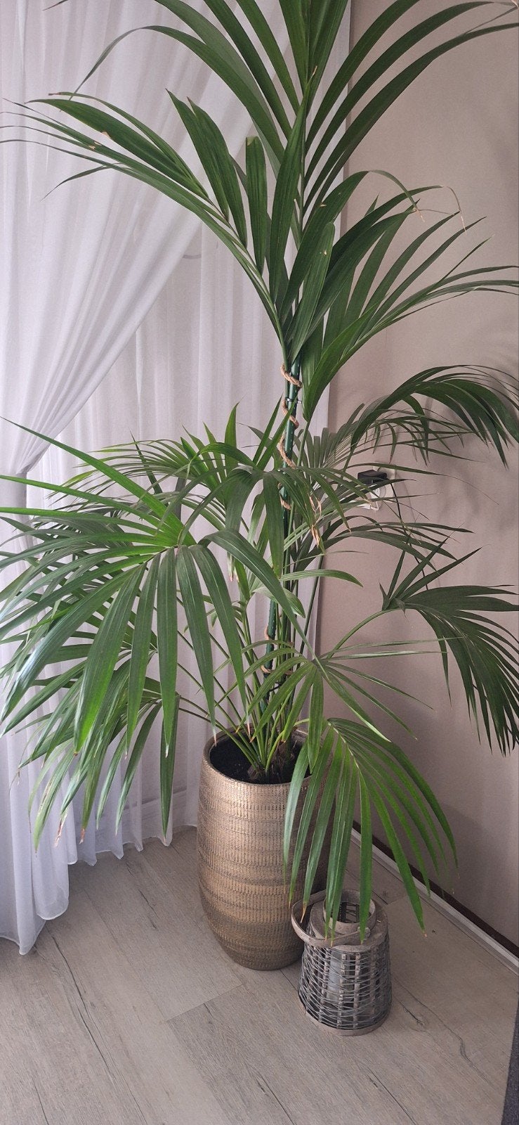 Grote gouden sierpot met palm, Huis en Inrichting, Kamerplanten, Ophalen, 150 tot 200 cm