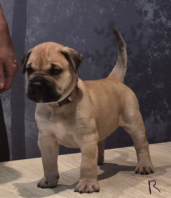Presa canario pups, Dieren en Toebehoren, België, Fokker | Hobbymatig, Overige rassen, 8 tot 15 weken